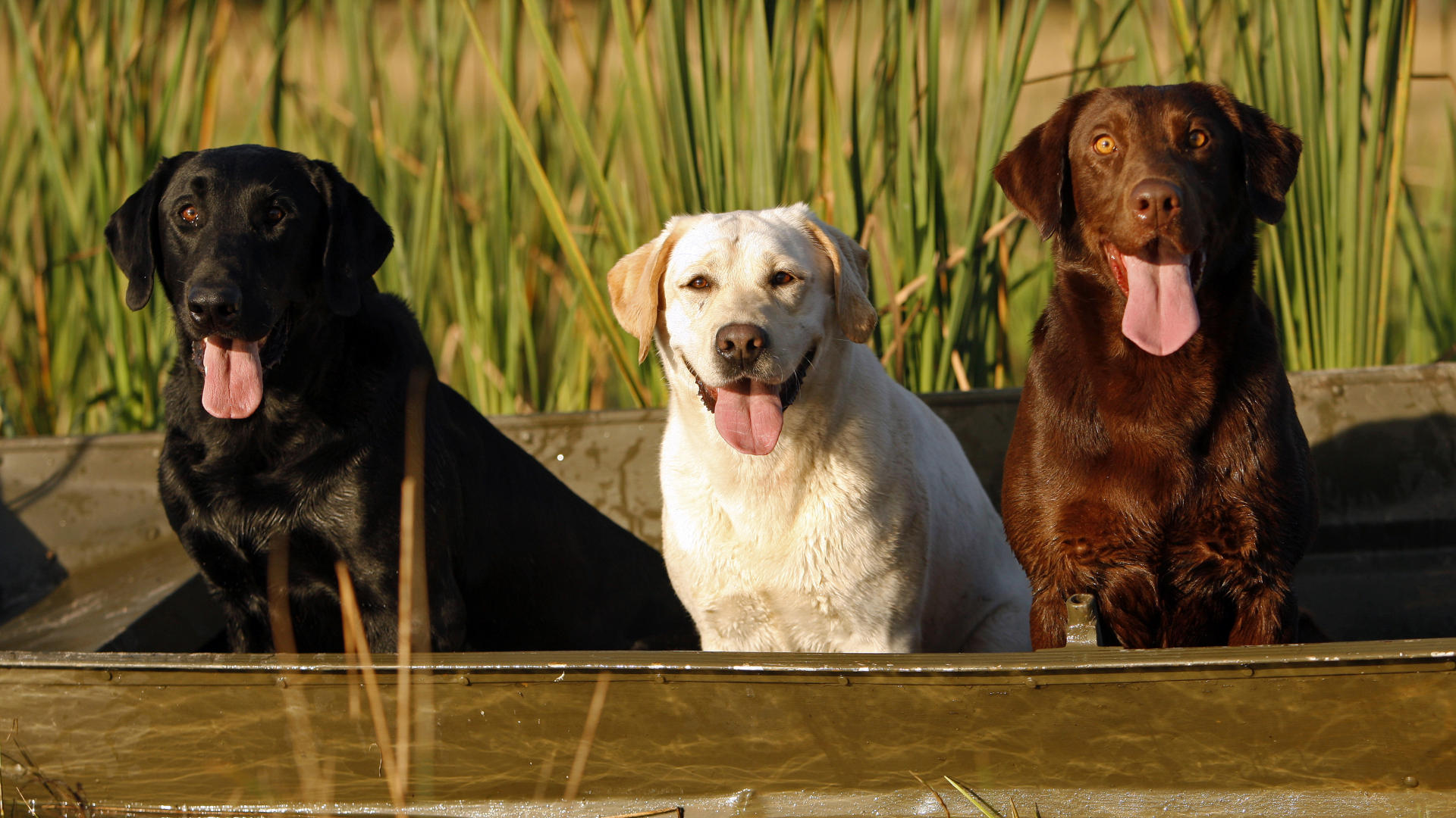 Labrador Retrievers for Dog Training